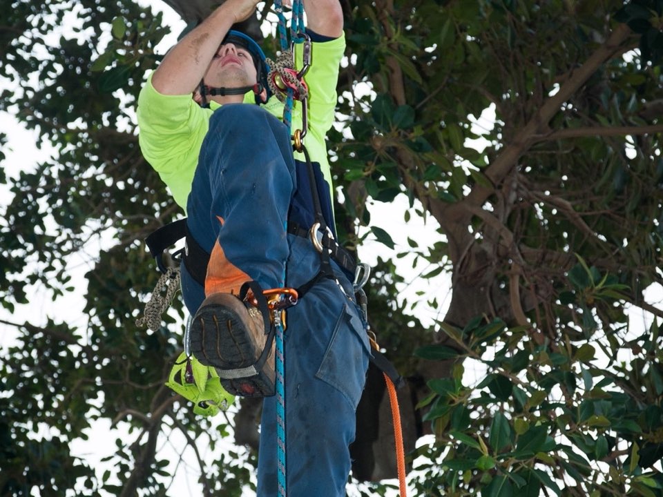 Qualified arborist working in a mature tree during a risk assessment in West Lothian