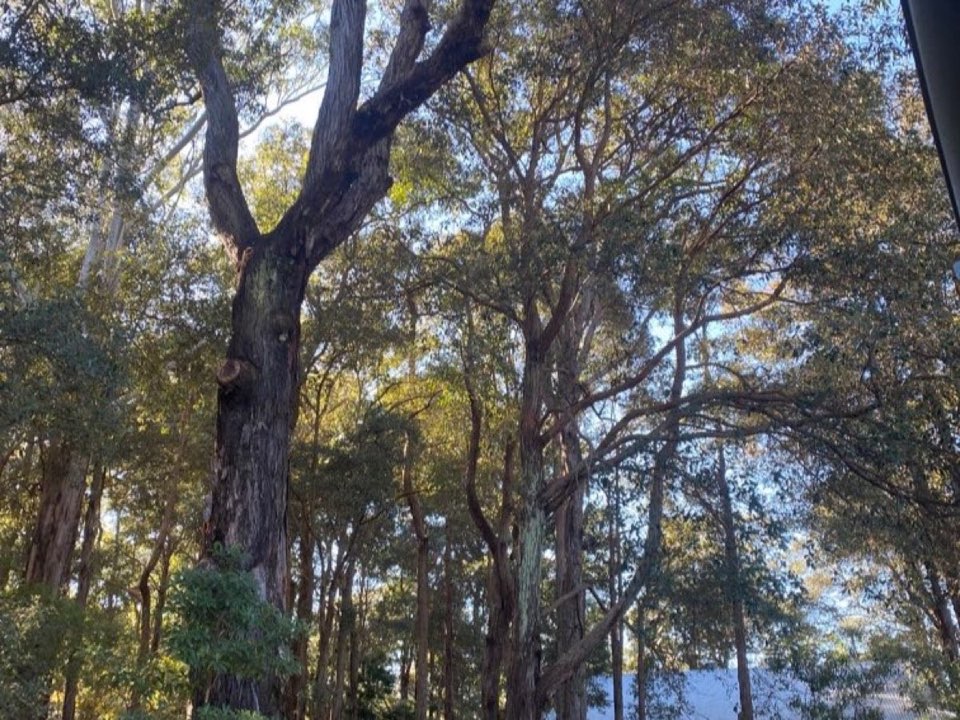 Mature trees in a West Lothian parkland setting due for routine re-inspection